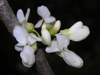 シロバナハナズオウ〔白花花蘇芳〕の花（写真）