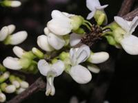 シロバナハナズオウ〔白花花蘇芳〕の花（写真）