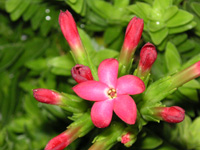 写真「ロケア〔Rochea〕の花」