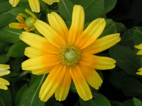 ルドベキアの花（写真）
