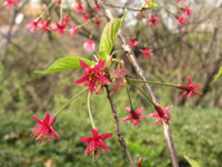 写真「サクラ〔桜〕の花」