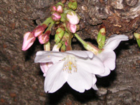 写真「サクラ〔桜〕の花」