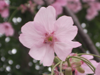 ヨコハマヒザクラ〔横浜緋桜〕の花（写真）