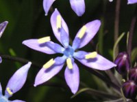 シラー・ペルビアナ〔Scilla peruviana〕の花（写真）