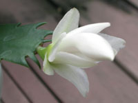 写真「シャコバサボテンの花」