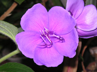 写真「シコンノボタン〔紫紺野牡丹〕タの花」