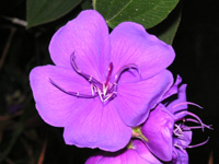 写真「シコンノボタン〔紫紺野牡丹〕の花」