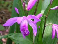 写真「シラン〔紫蘭〕の花」