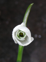 写真「スノードロップ〔Snowdrop〕の花」