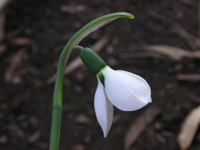 写真「スノードロップ〔Snowdrop〕の花」