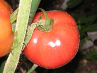 写真「トマト〔Tomato〕の実」