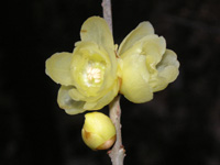 写真「ロウバイ〔蝋梅〕の花」