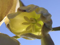 写真「ユッカ〔Yucca〕の花」