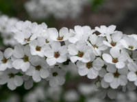 写真「ユキヤナギ〔雪柳〕の花」