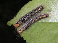 チャドクガの幼虫（写真）