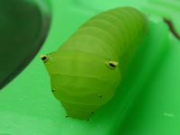 アオスジアゲハ〔青条揚羽〕の終齢幼虫（写真）