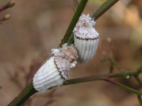 カイガラムシの幼虫