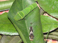 ナミアゲハ〔並揚羽〕の幼虫（写真）