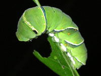 ナミアゲハ〔並揚羽〕の老齢幼虫（写真）
