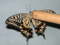 アゲハチョウ〔揚羽蝶〕の成虫（写真）