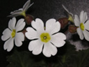写真「プリムラ・シネンシスの花」