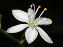 写真「オリヅルラン〔折鶴蘭〕の花」