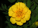 写真「マリーゴールドの花」