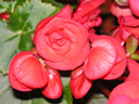 リーガ･ベゴニアの花（写真）
