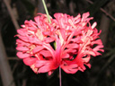 フウリンブッソウゲの花（写真）