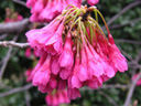 写真「カンヒザクラ〔寒緋桜〕の花