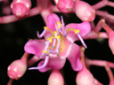 写真「メディニラ・マグニフィカの花」