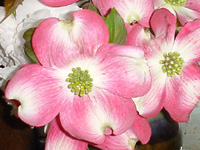 ハナミズキの花（写真）