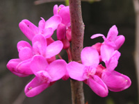 ハナズオウの花（写真）