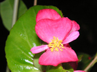 ベゴニア〔Begonia〕の花（写真）
