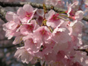 写真「アンギョウカンザクラ〔安行寒桜〕の花」