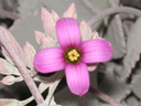 写真「カランコエ’プミラ’の花」