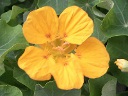 ナスタチウム（キンレンカ〕の花（写真）