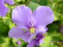 シキンサイ〔紫金菜〕の花（写真）