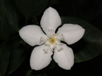 セイロン・ライティアの花