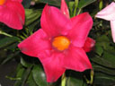 サンパラソルの花（写真）