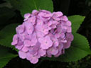 ハイドランジアの花（写真）