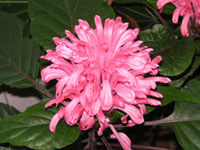 フラミンゴプランツの花（写真）