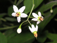 ヒヨドリジョウゴの花（写真）