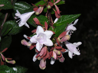ハナツクバネウツギの花（写真）