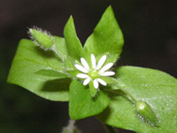 ハコベの花（写真）