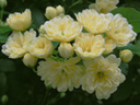 モッコウバラ〔木香薔薇〕の花（写真）