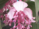 メディニラ・マグニフィカの花（写真）