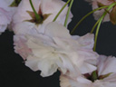 サクラ〔桜〕の花（写真）