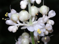 ヤブミョウガ〔藪茗荷〕の花（写真）