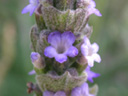 ラベンダー〔Lavender〕の花（写真）